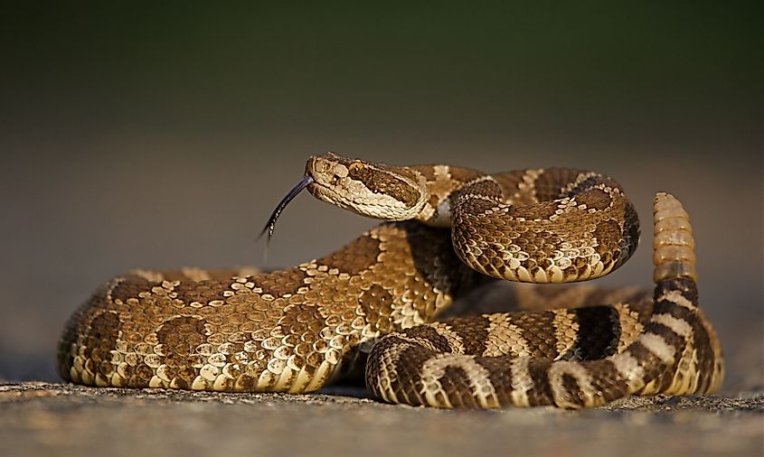 Western rattlesnake coiled with rattle erect and forked tongue extended.