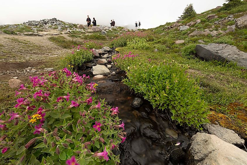 Wildflowers growing by a stream on the Skyline Trail. Photo by Brendan Cane