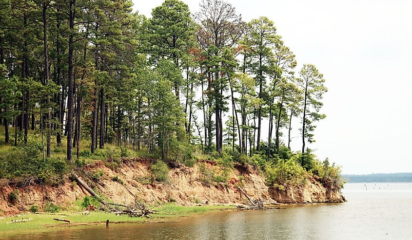 A landscape with trees along the water at Sabine National Forest, Texas