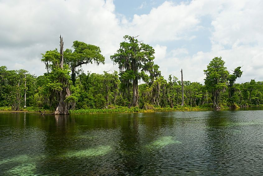 Mysterious Waters Wakulla Springs, Florida.
