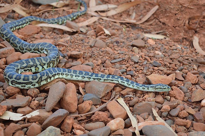A Stimson's python in arid Australian habitat