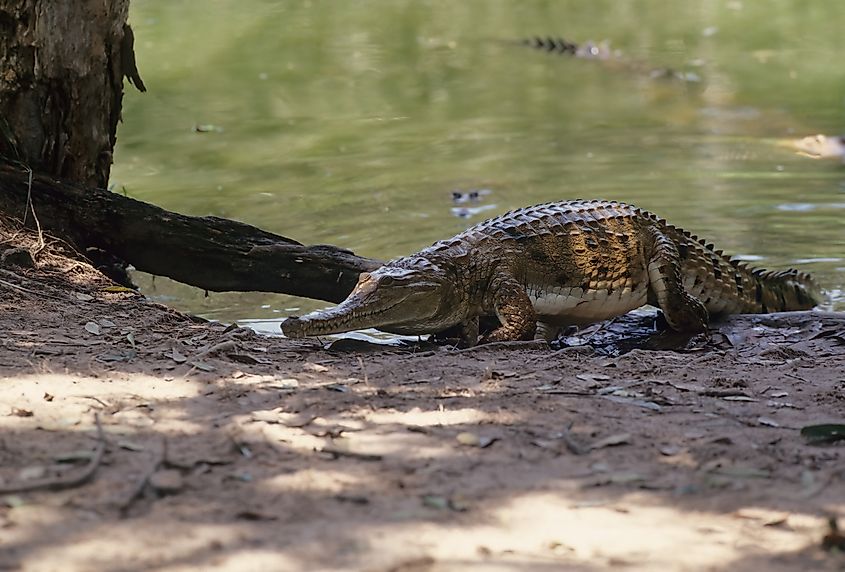 The freshwater crocodile.