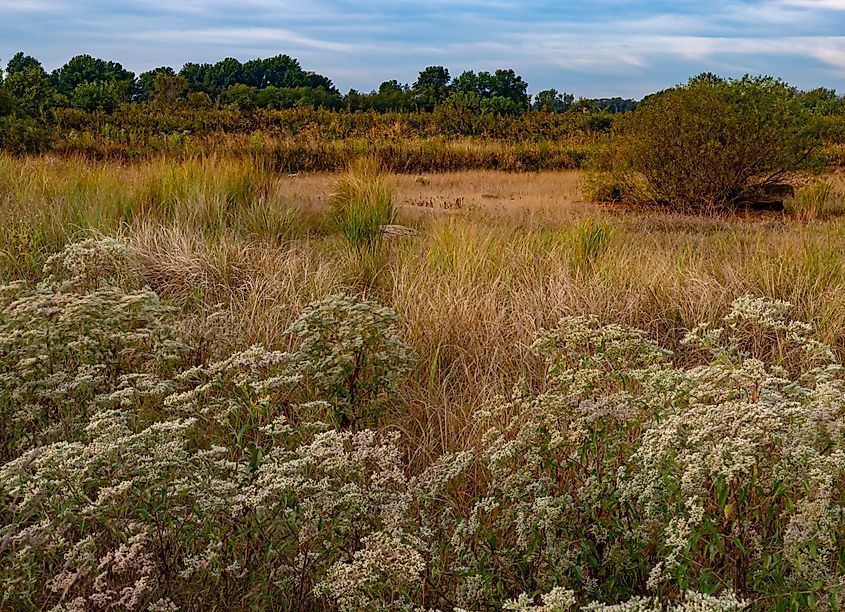 Goose Lake Prairie State Park, Grundy County, Illinois.