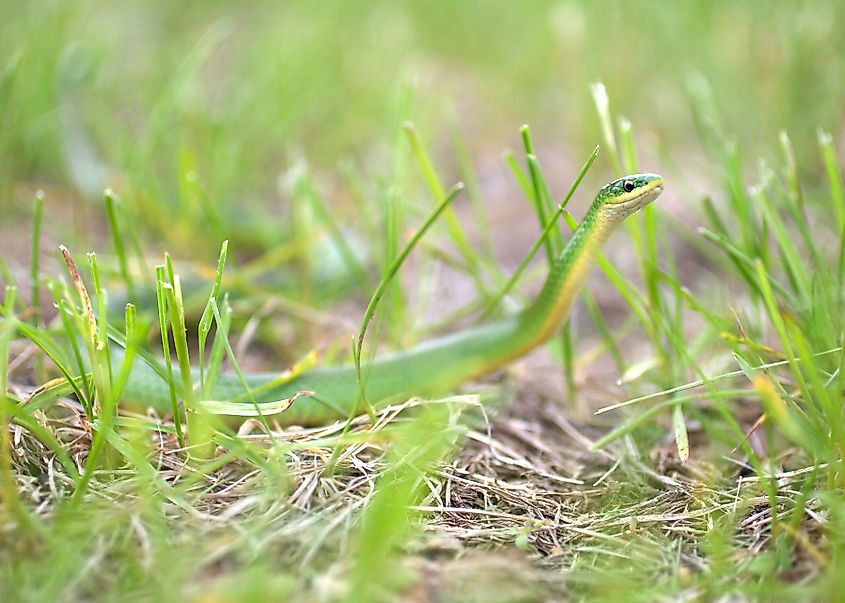 A beautiful smooth greensnake.