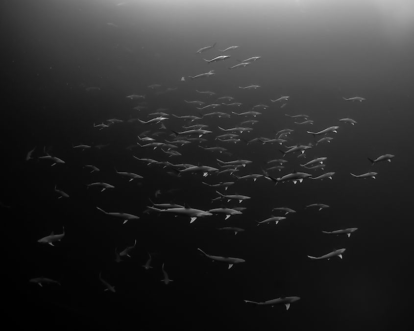 Atlantic Sharp nosed sharks in mating.