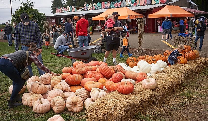 Annual pumpkin patch in the Fir Point Farms in Aurora, Oregon, during a pandemic fall season.
