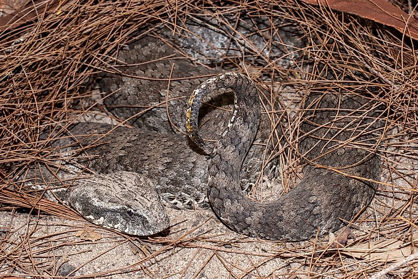 Common Death Adder showing tail. Via Shutterstock / Ken Griffiths.