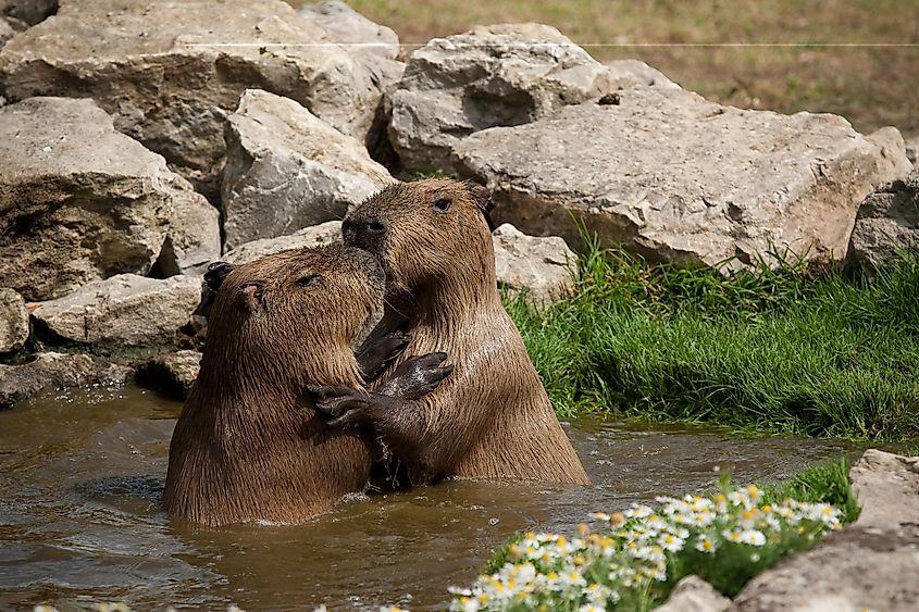 Capybaras playfighting in water.