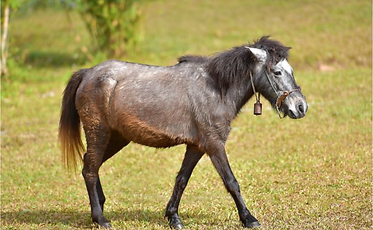 10 Examples Of Genetic Hybrids - WorldAtlas 10 Examples Of Genetic Hybrids - WorldAtlas