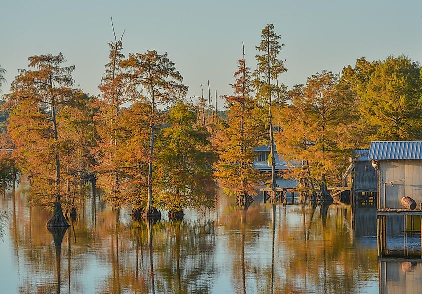 Lake D'Arbonne in Farmerville, Louisiana.