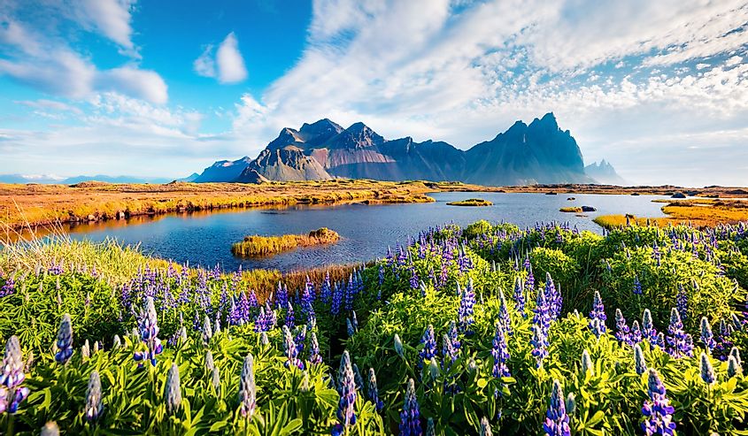 Superb morning scene of Stokksnes cape with Vestrahorn (Batman Mountain) on background. Spectacular summer scene of Iceland with field of blooming lupine flowers. Beauty of nature concept background