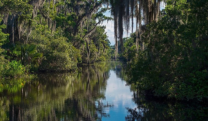 swampy waters of the Bayou of jean lafitte national park in louisiana