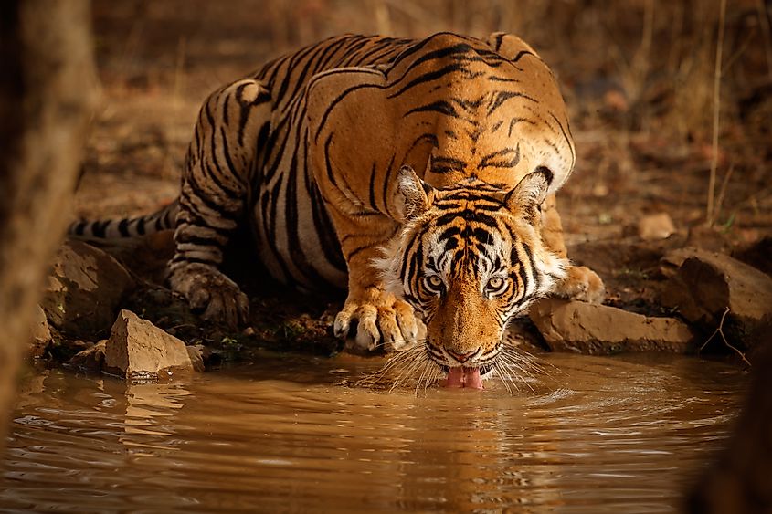 tiger in India