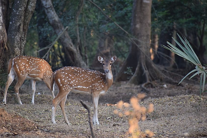 Spotted deer in Sanjay Gandhi National Park