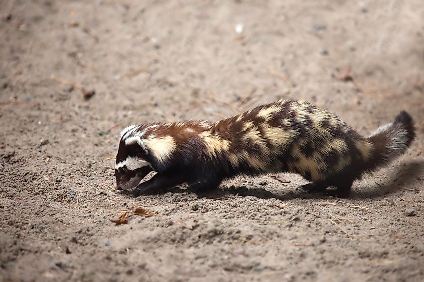 What Animals Live In The Gobi Desert? - WorldAtlas What Animals Live In The Gobi Desert? - WorldAtlas