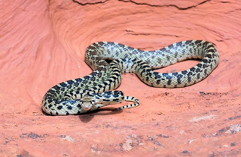 Great Basin gopher snake (Pituophis catenifer deserticola).