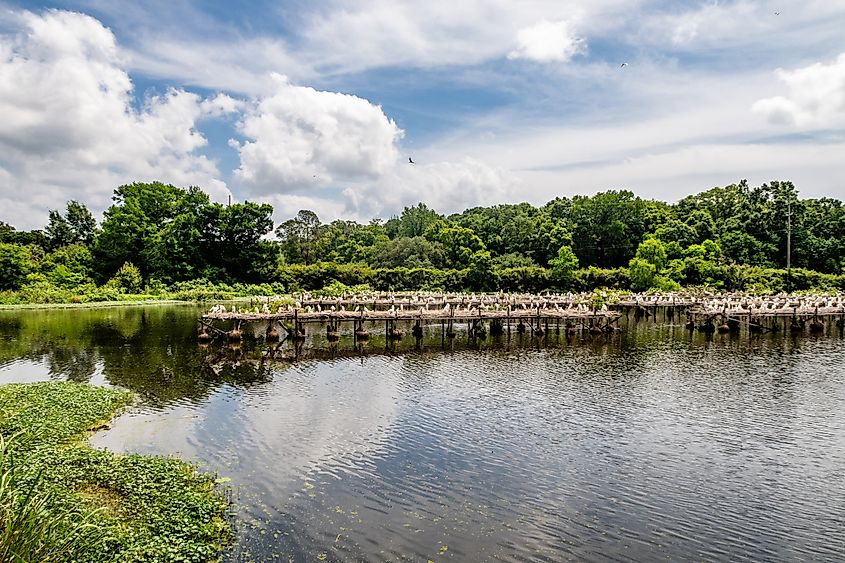  The serene Ashley Island is an ideal location for birdwatching.
