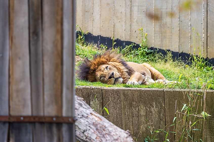Lions at Washington's Smithsonian Zoo