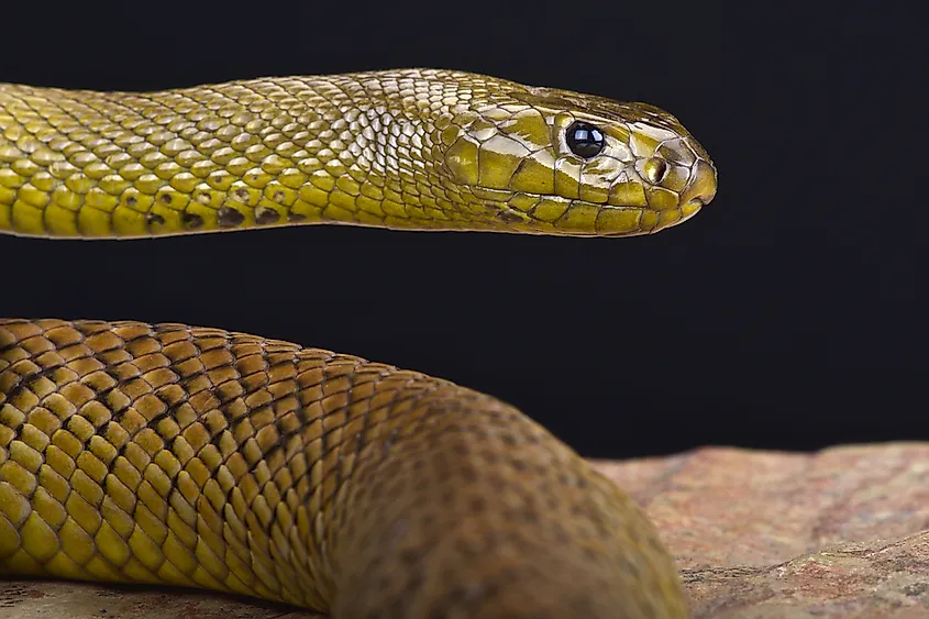 An eastern brown snake coiled on dry ground