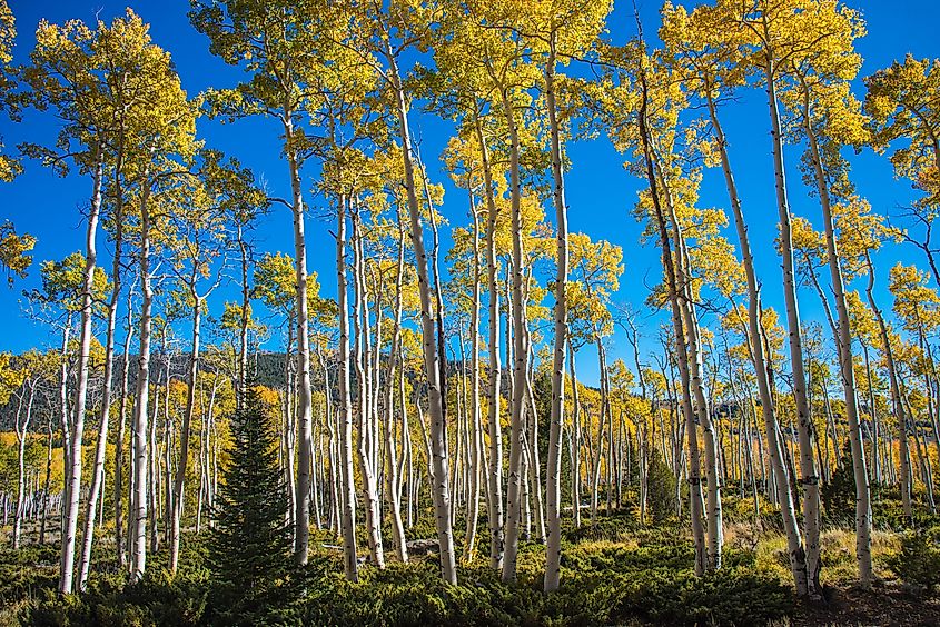 The Pando! Largest growing organism on planet earth. Aspen clones from a single root system.