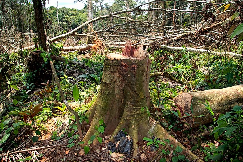 Deforestation congo rainforest