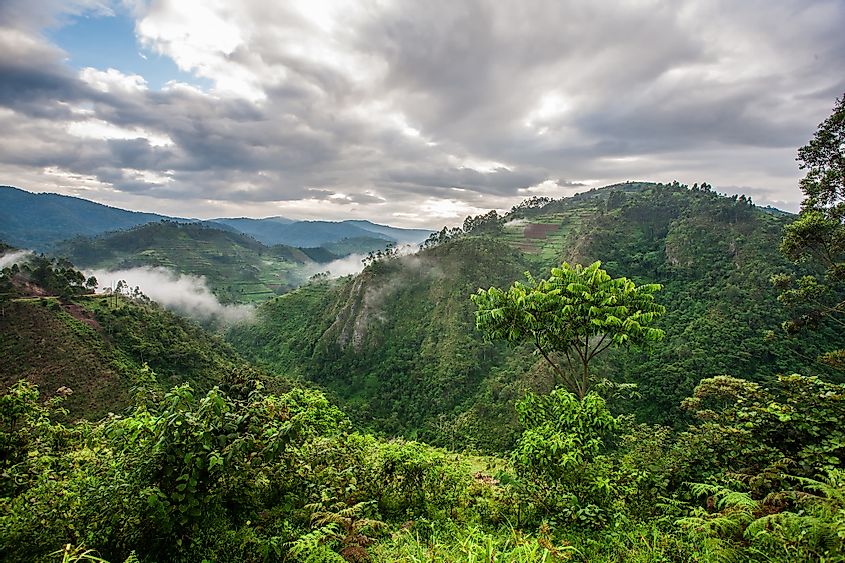 Congo rainforest