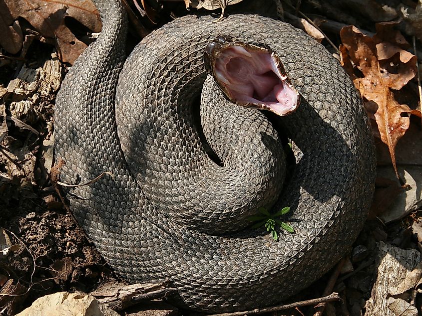 Western Cottonmouth (Agkistrodon piscivorus leucostoma).