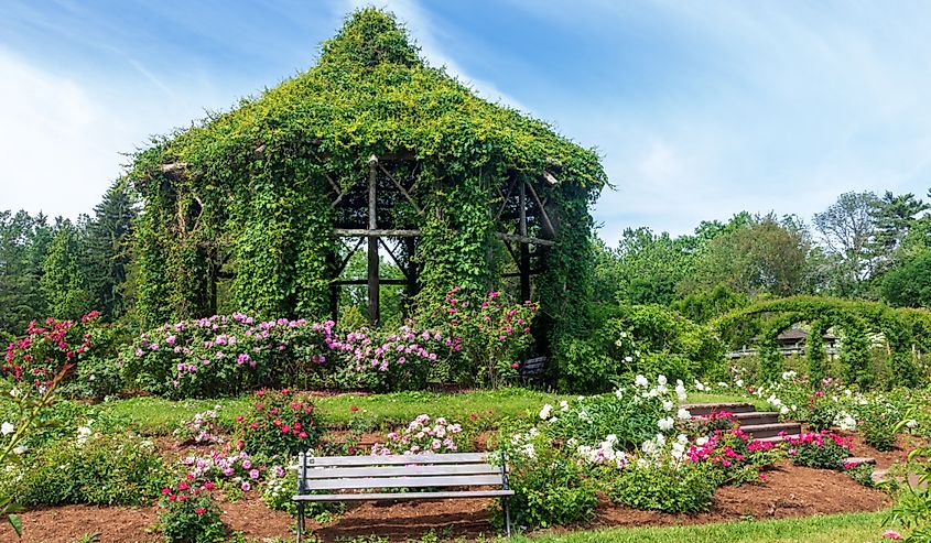 Gazebo surrounded by roses in Elizabeth Park, West Hartford, Connecticut