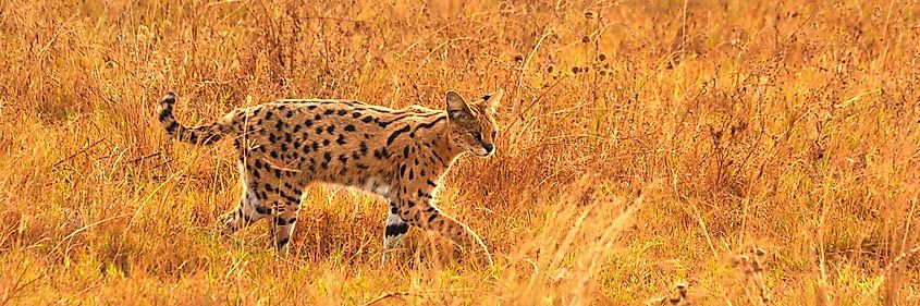 A serval cat blending in with the tall grass