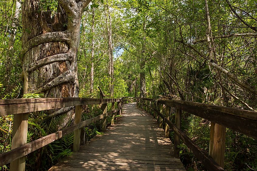 Big Cypress Bend Boardwalk winds through the Fakahatchee Strand Swamp.