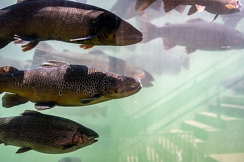 Trout viewing area at the D.C. Booth Historic National Fish Hatchery in Spearfish, South Dakota.