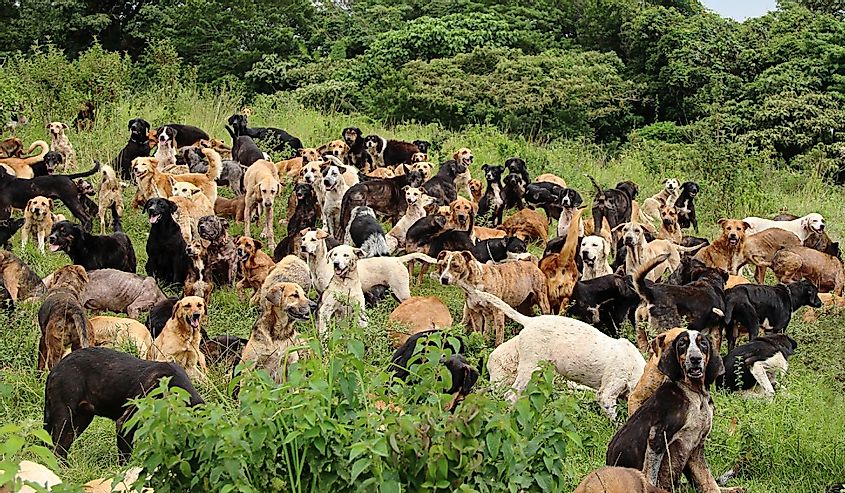 group of stray dogs herd in costa rica big rescue reserve for dogs for adoption on the outdoor forest mountain animal pet care
