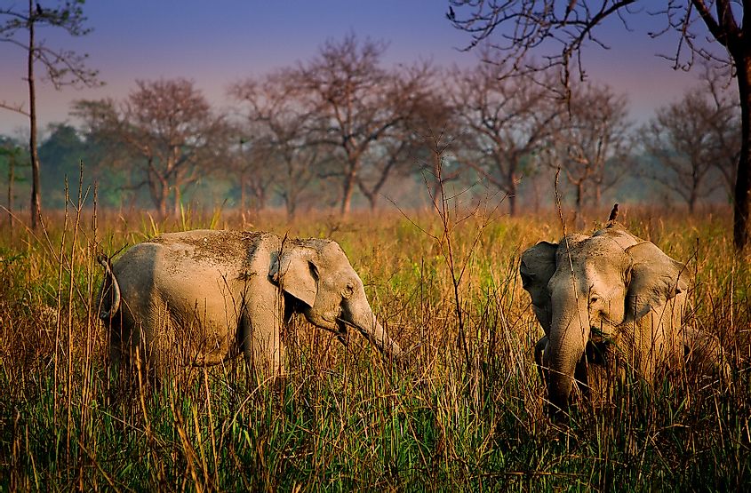 Elephants in Manas 