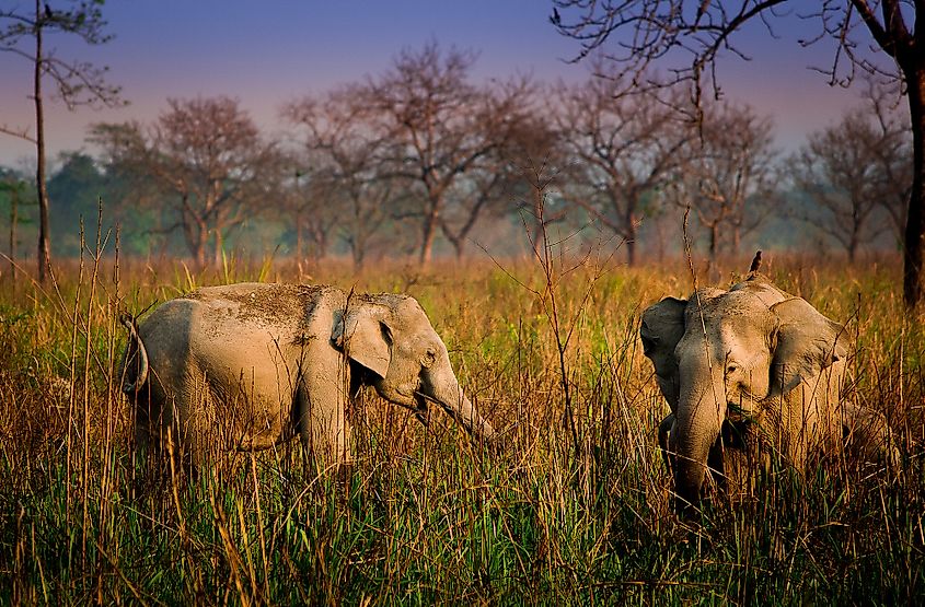 Elephants in Manas