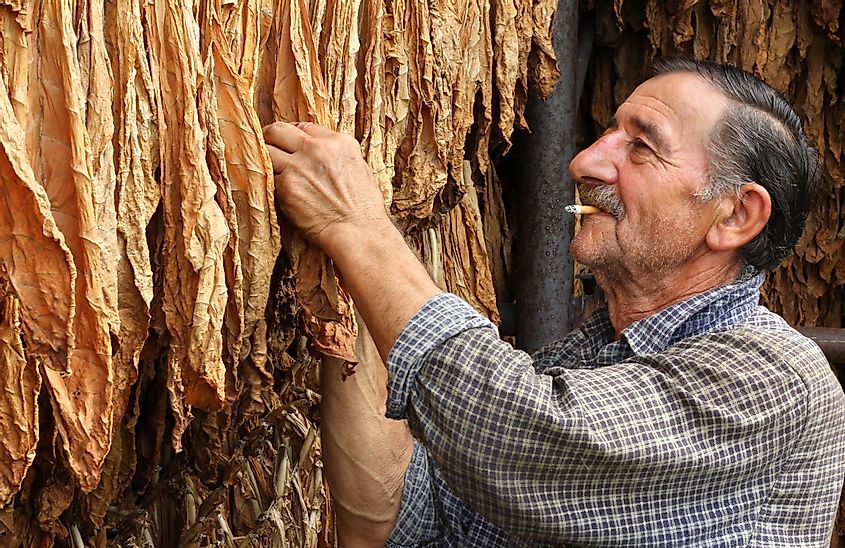 Farmer smokes a cigarette and looks dry tobacco leaf