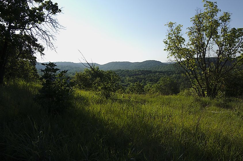 Greenery in the Glade Top Trail, Missouri