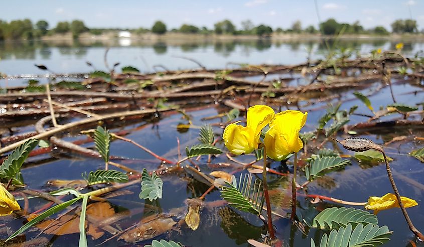 Yellow flower at the Okavango River around the Popa Game Park in Divundu, Namibia