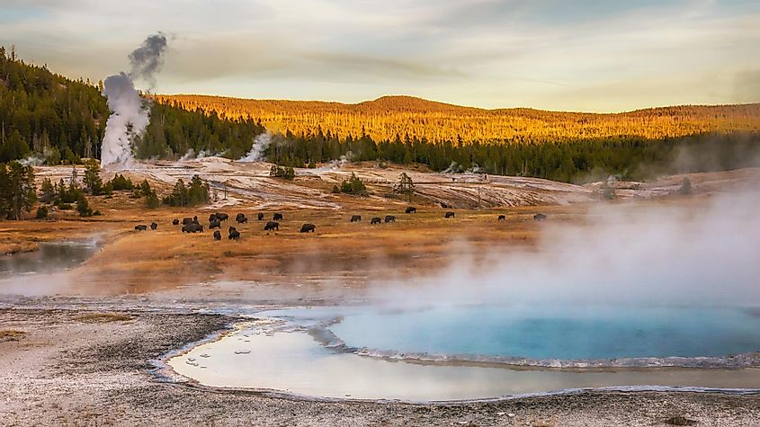 Geysers in the Yellowstone National Park