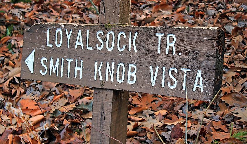 Sign for Loyalstock Trail with autumn leaves