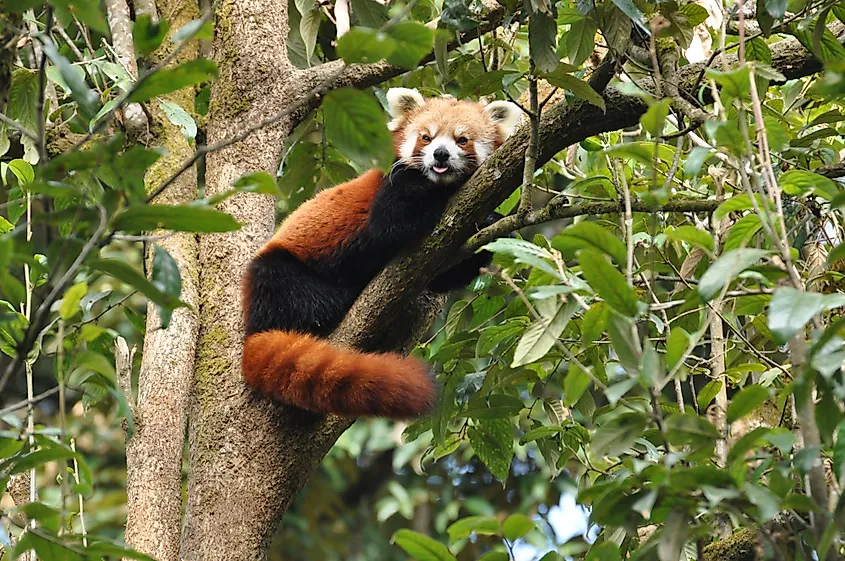 A red panda in Darjeeling Zoo