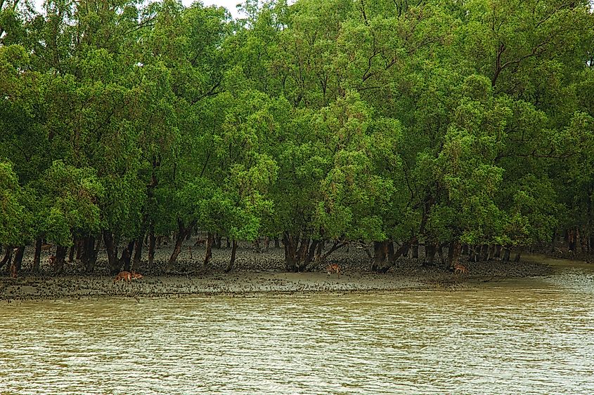 Sundarbans mangrove forest