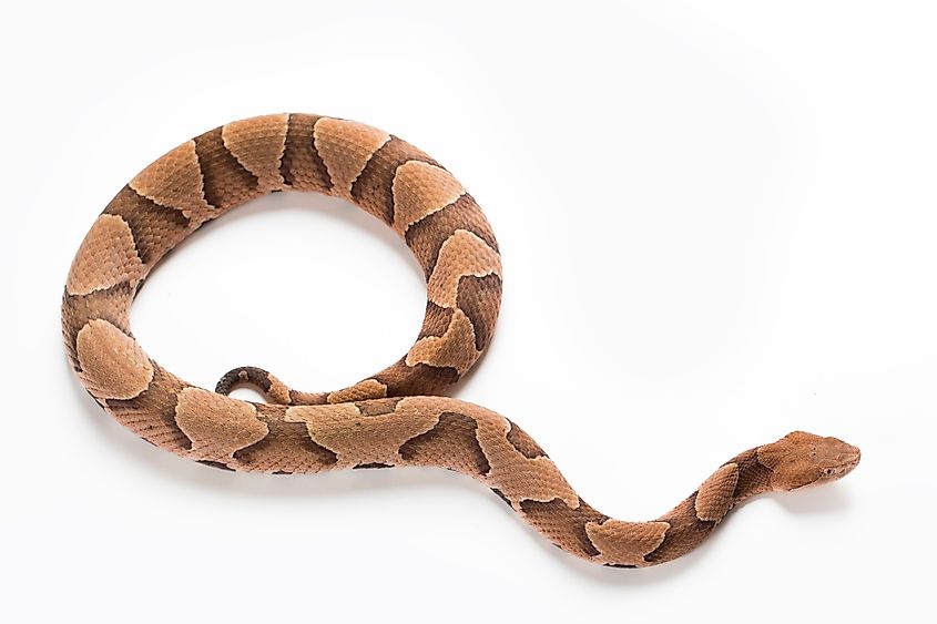 Copperhead snake hourglass pattern