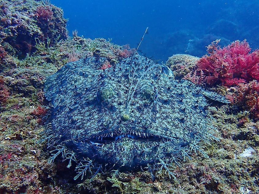 Blue Angler (Lophius piscatorius).