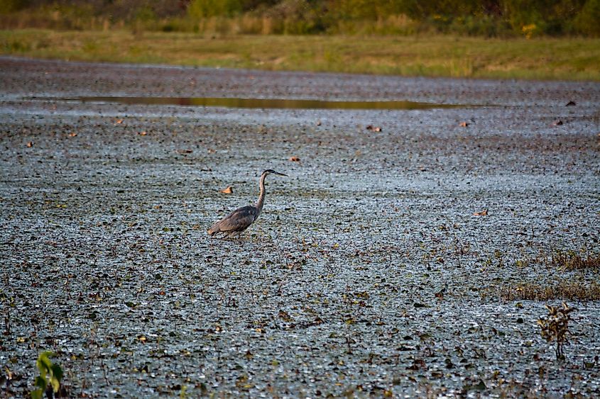 A Great Blue Heron in Mingo Swamp, Missouri.