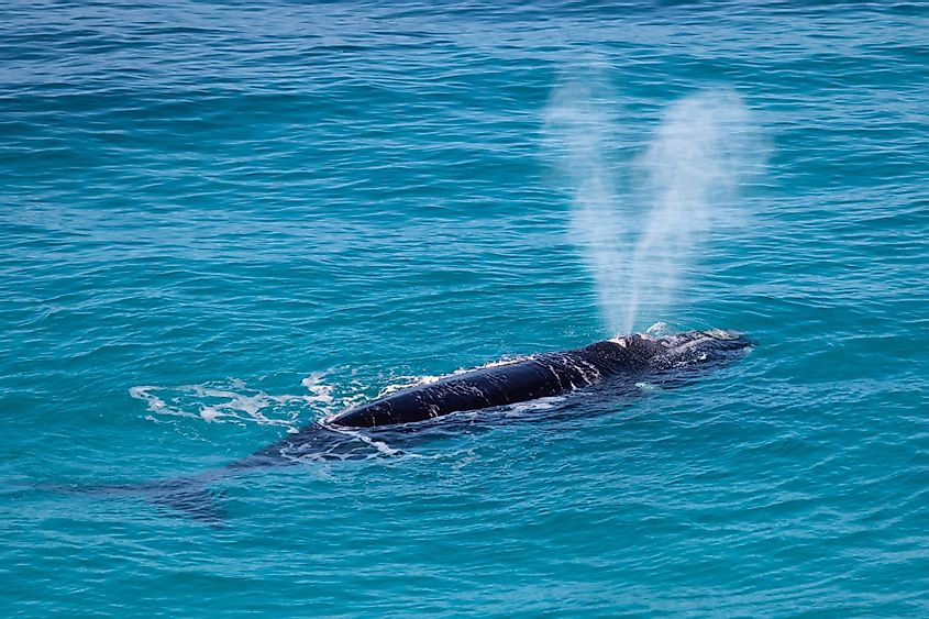 Southern Right Whale, Head of Bight, South Australia