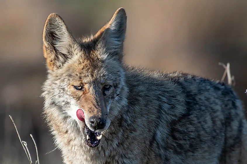 Coyote mother licking her chops.