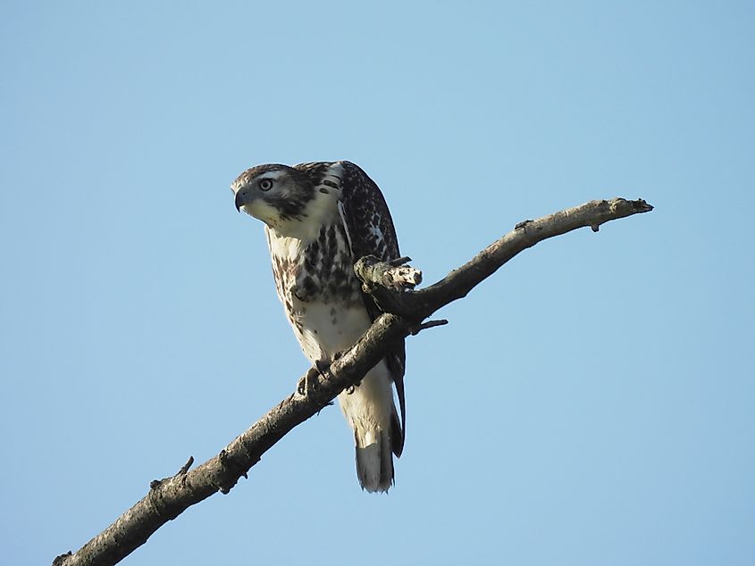 A juvenile, red-tailed hawk, perched on a branch