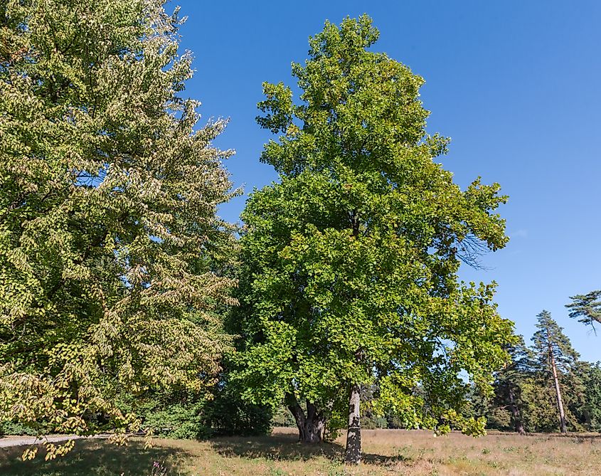 Old tulip trees among other trees against glade in park