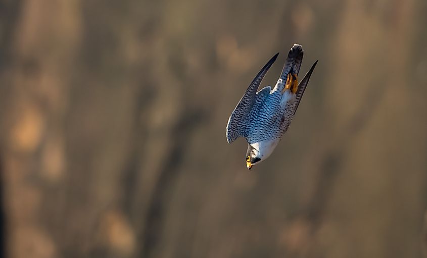 peregrine falcon