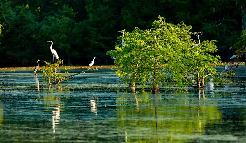 Lake Martin Swamp and white Egrets in spring near Breaux Bridge, Louisiana 